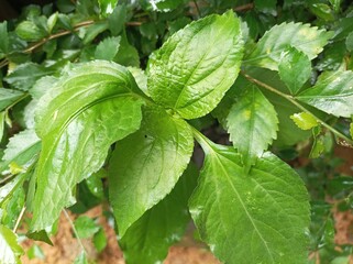 beautiful and bright green synedrella leaves