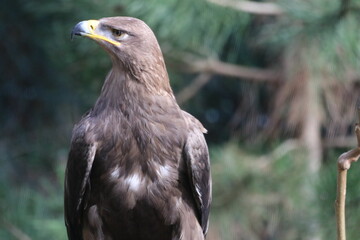 Eagle in the forest