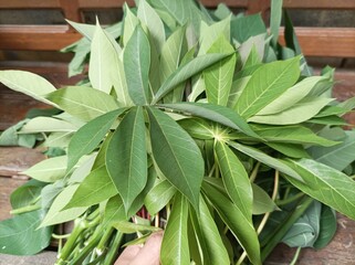 A bunch of fresh cassava leaves for cooking