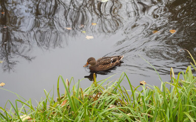 A wild duck swims along the shore