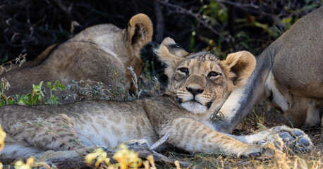 Cute lion cup waking up