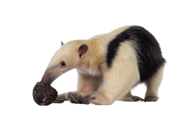 Southern anteather aka Tamandua tetradactyla standing side ways. Looking and eating from an avocado. Isolated cutout on a transparent background.