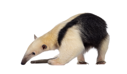 Southern anteather aka Tamandua tetradactyla standing side ways. Looking down to floor. Isolated cutout on a transparent background.