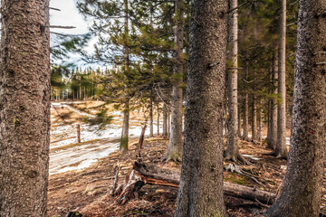 Fototapeta premium Landscapes - Forest - Europe, Romania, Suceava region