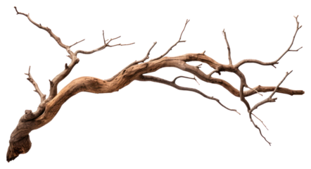 PNG Dry branch tree isolated white.
