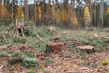 Stumps of spruce trees in deforested area. Cutting forest, logging pine forest in autumn