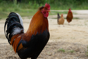 Coq 2  © Christopher Bessac 