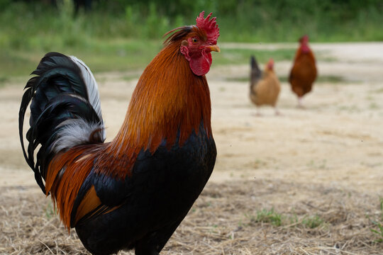 Coq 2 