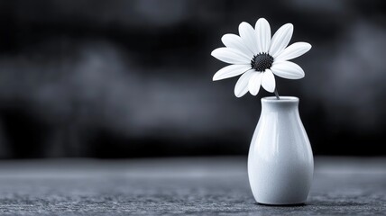 Single white daisy in small vase against blurred background