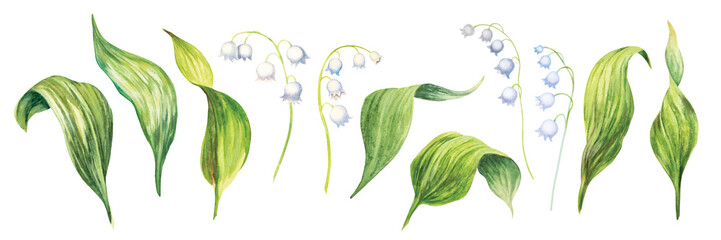 Green leaves and flowers of lilies of the valley. A large set of watercolor botanical elements. A collection of spring leaves and flowers for design. The images are isolated on a white background.