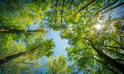Fototapeta premium Observing the sun peeking through the trees in a forest is a serene experience, surrounded by terrestrial plants and a variety of shades of green and brown in the natural landscape