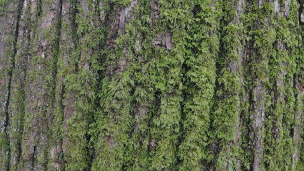 Tree Bark Texture