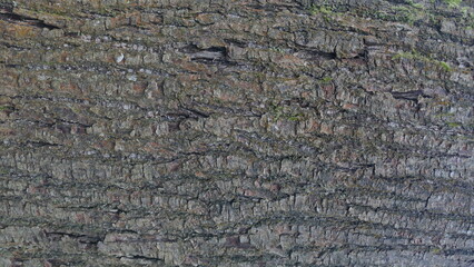 Tree Bark Texture