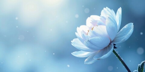 Serene Light Blue Flower Blossom in Soft Focus with Gentle Dust Motes