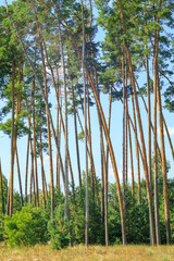 Fototapeta premium A cluster of slender tall pine trees. Picturesque view of a pine grove.