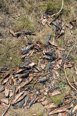 Pile of dried pine tree bark and charred wood fragments on dry grass.