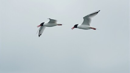 Obraz premium Two Seagulls in Flight