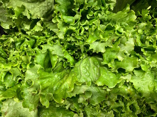 A close-up of fresh, green lettuce leaves isolated against white background