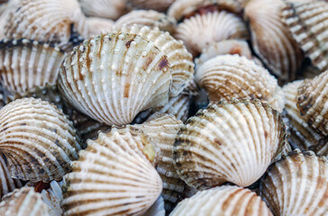 Close up of Cockle shell , abstrac cockling background cockles, fresh food