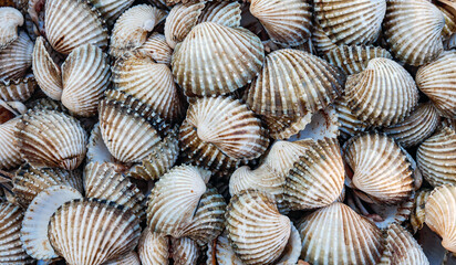 Cockle shell background Top view, Close-up of cockling, cockles, fresh food