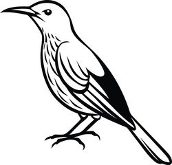 Obraz premium Olive-backed Sunbird silhouette vector illustration, Olive-backed Sunbird line art vector, Olive-backed Sunbird vector design