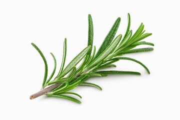 Fototapeta premium Rosemary twig and leaves isolated on white background with clipping path and full depth of field