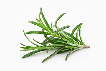 Fototapeta premium Rosemary twig and leaves isolated on white background with clipping path and full depth of field
