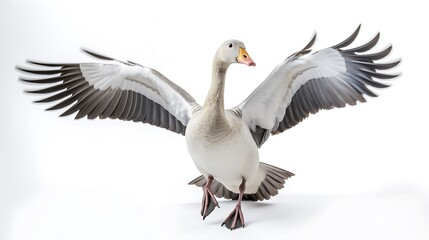 Obraz premium goose in flight