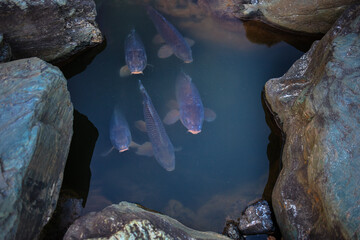 Carps in a pond of a Japanese garden, Japan.
