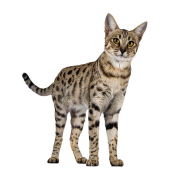 Gorgeous F6 Savannah cat, standing facing front. Looking straight to camera. Isolated cutout on a transparent background.