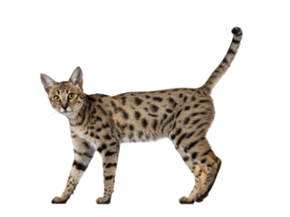Gorgeous F6 Savannah cat, walking side ways. Looking straight to camera. Isolated cutout on a transparent background. Tail fierce in air.