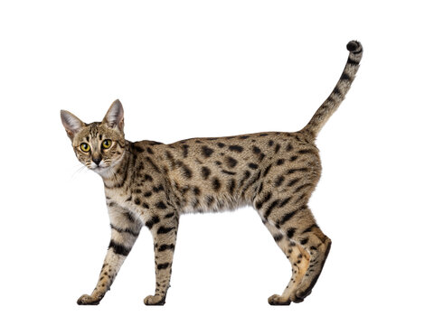 Gorgeous F6 Savannah cat, walking side ways. Looking straight to camera. Isolated cutout on a transparent background. Tail fierce in air.