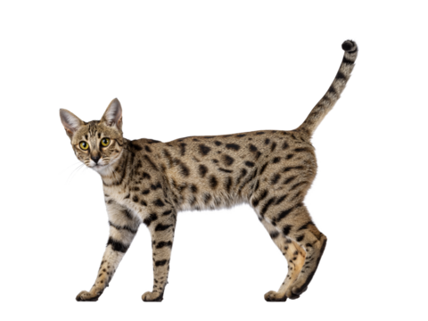Gorgeous F6 Savannah cat, walking side ways. Looking straight to camera. Isolated cutout on a transparent background. Tail fierce in air.