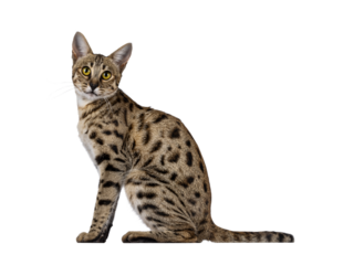 Gorgeous F6 Savannah cat, sitting up side ways. Looking straight to camera. Isolated cutout on a transparent background.