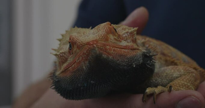 A veterinarian carefully holds a docile bearded dragon, studying its unique features and calm behavior. During a routine checkup, the beautiful agama lizard behaves very calmly and trusts the doctor.