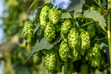 Fresh green hop cones growing on plant, craft beer production. Wild organic hops branch with fresh...