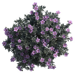 grey leaved cistus isolated on transparant background