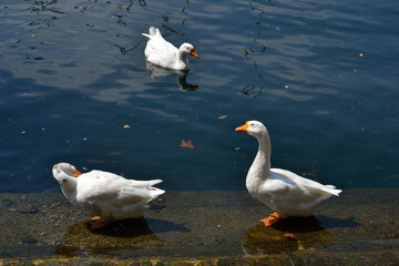 Summer Holidays at the Lake - Laveno Mombello, Italy