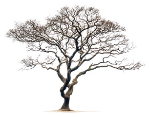 PNG Mahogany tree isolated art illustrated.