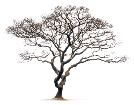 PNG Mahogany tree isolated art illustrated.