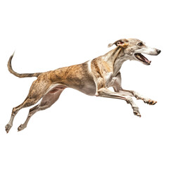 Obraz premium Greyhound Running Fast in Race Isolated on Transparent Background