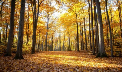 Sunlit path through golden autumn forest