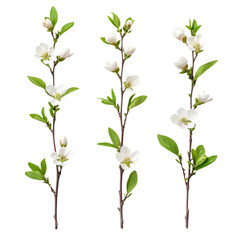Isolated Almond Plant Branch With White Flowers On White Background