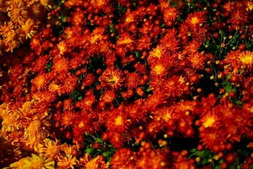 Photos of living, wild wildflowers for backgrounds, cards, screensavers and prints.