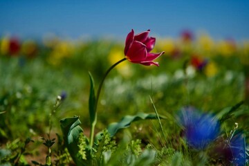 Photos of living, wild wildflowers for backgrounds, cards, screensavers and prints.
