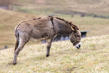 donkey in the field