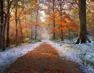 Obraz premium A forest path is covered with autumn leaves and early snow, creating a beautiful contrast between fall colors and winter white.