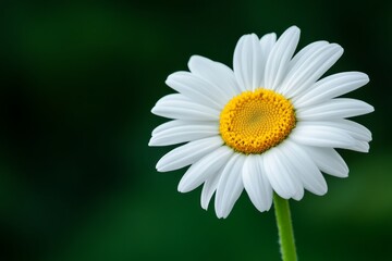 Fototapeta premium Beautiful daisy blooming in a lush green garden during the spring season with a vibrant yellow center and delicate white petals
