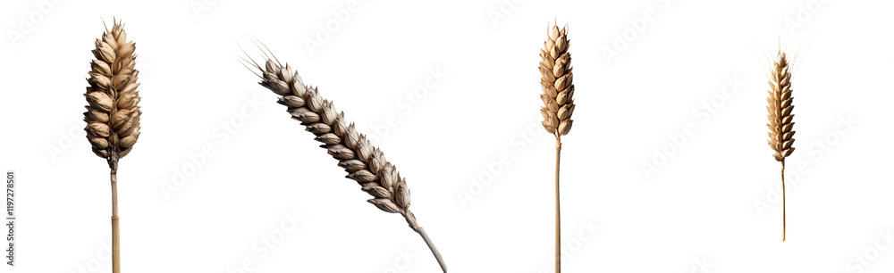 Poster Wheat ears, isolated with a transparent backdrop. Png image