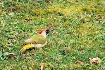 European Green Woodpecker - January in Switzerland, Dübendorf